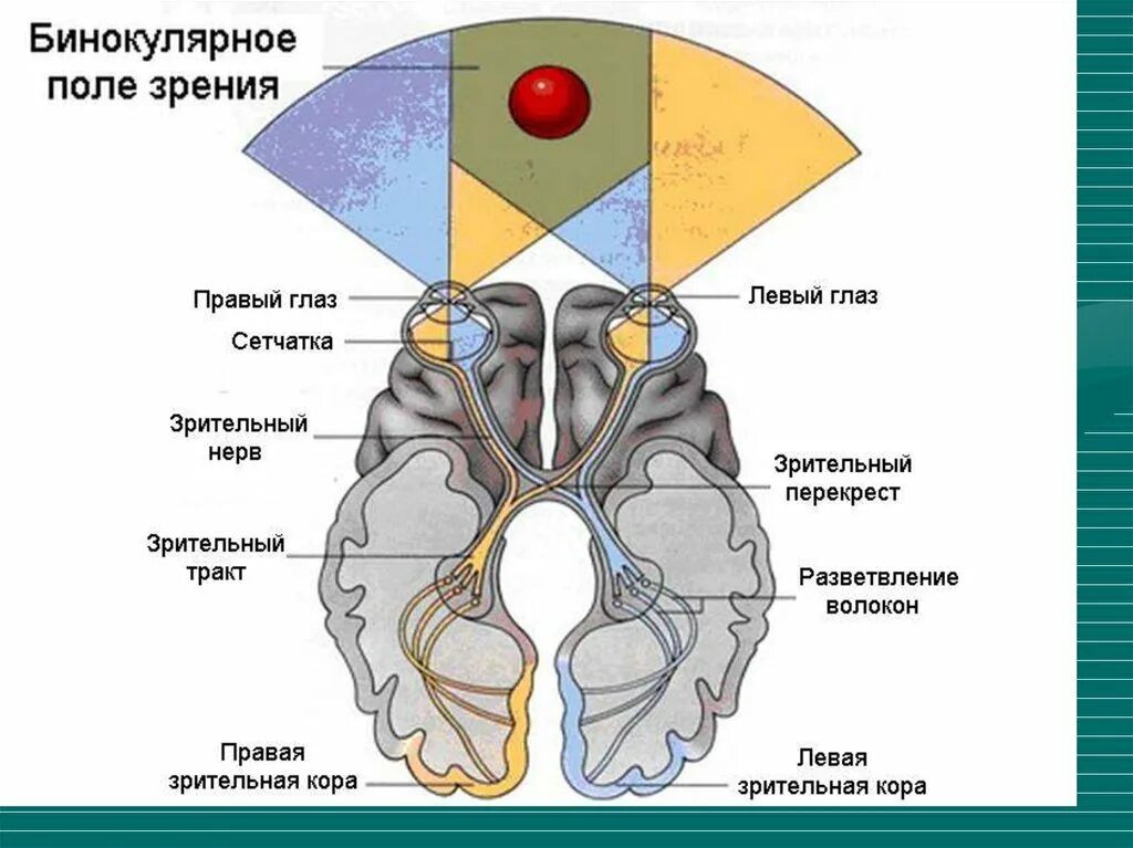 Компоненты формирующие бинокулярное зрение. Зрительный анализатор бинокулярное зрение. Бинокулярное зрение и стереоскопическое зрение. Аппарат бинокулярного зрительного восприятия.