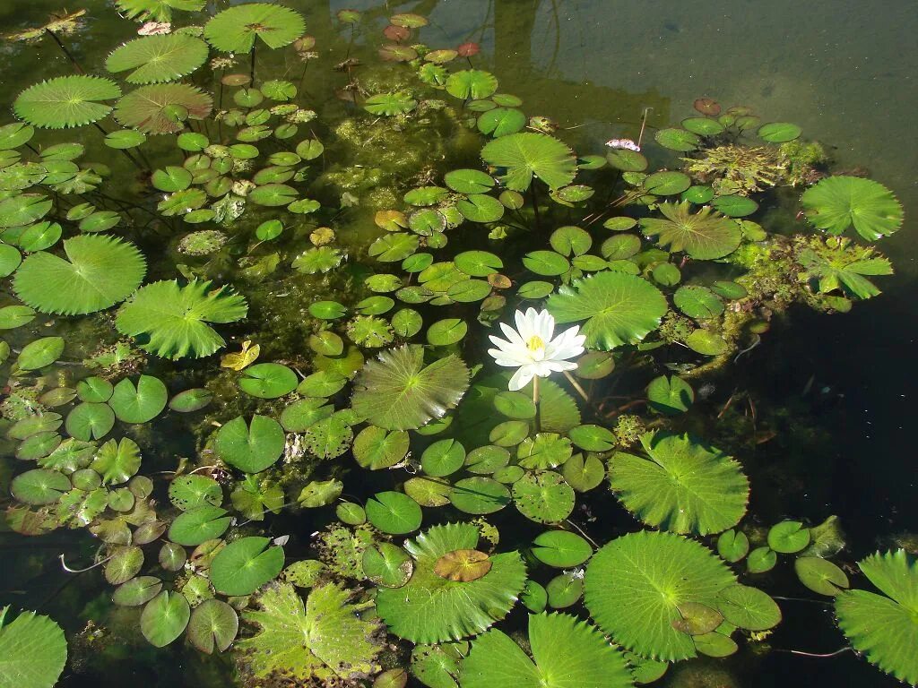 Водные растения у воды. Лимнобиум нимфея. Нимфея микранта. Семена нимфеи. Семена белой кувшинки.