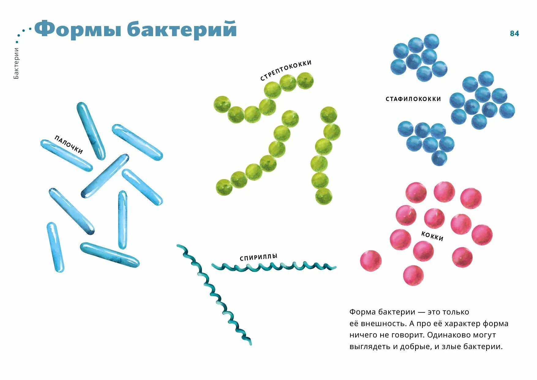 Бактерии известные виды. Формы бактериальных клеток. Формы бактериальных клеток кокки. Формы бактериальных клеток 5. Формы бактерий и их названия схема.