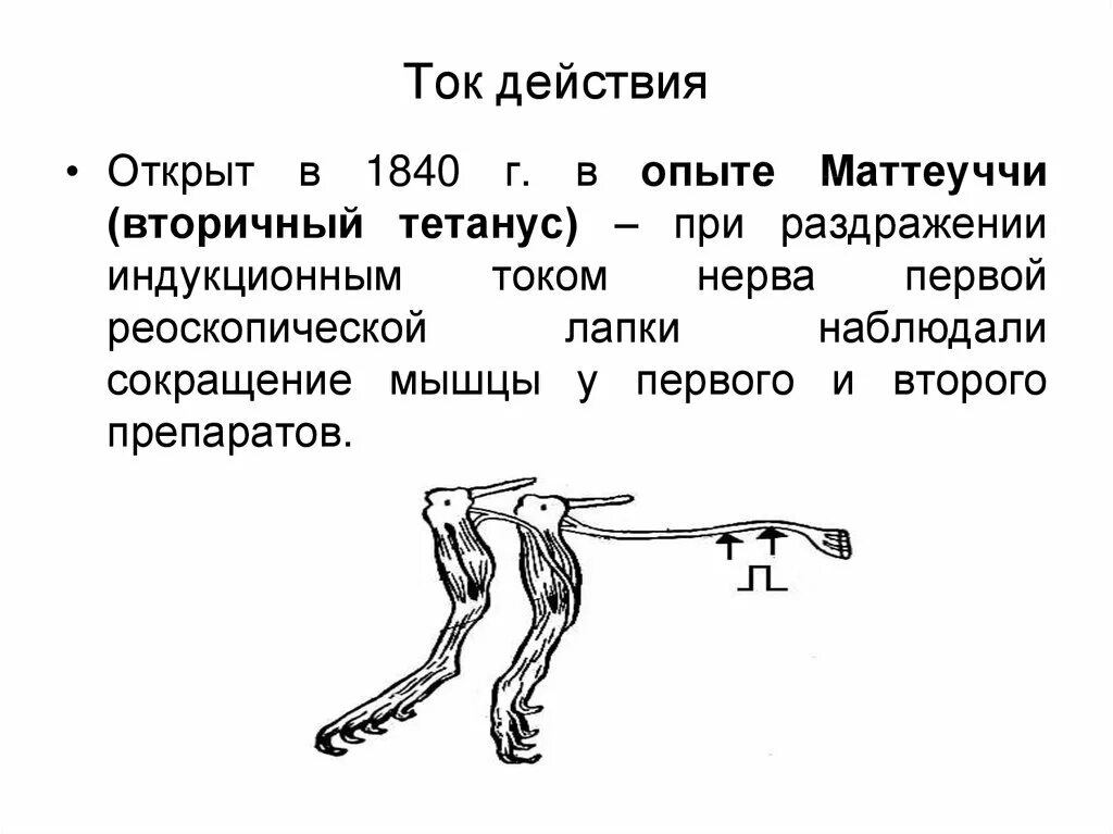 Возникновение токов действия