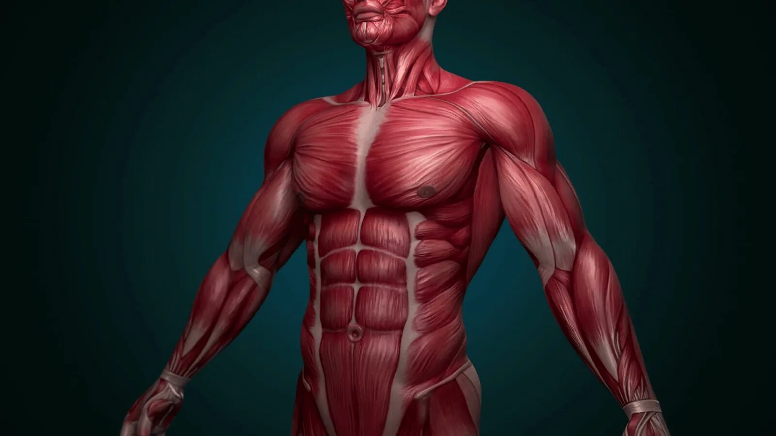 Muscles function