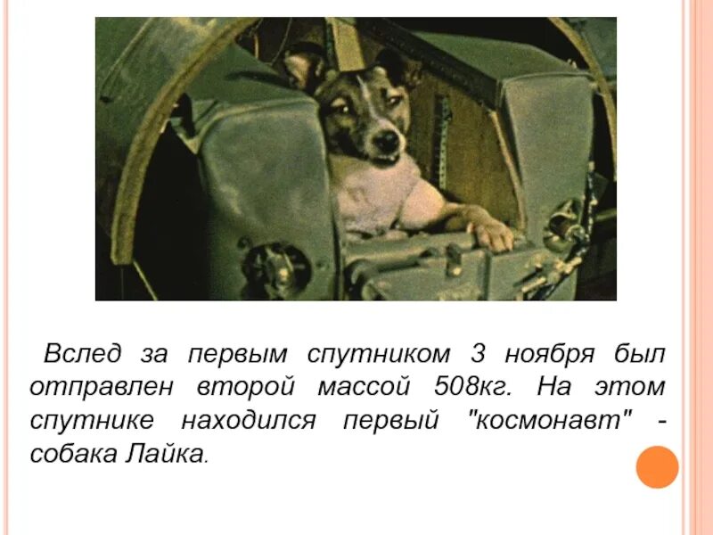 Какое имя носил 1 спутник. Лайка первый космонавт. Первые собаки космонавты. Первая собака космонавт лайка. Отважная (собака-космонавт).