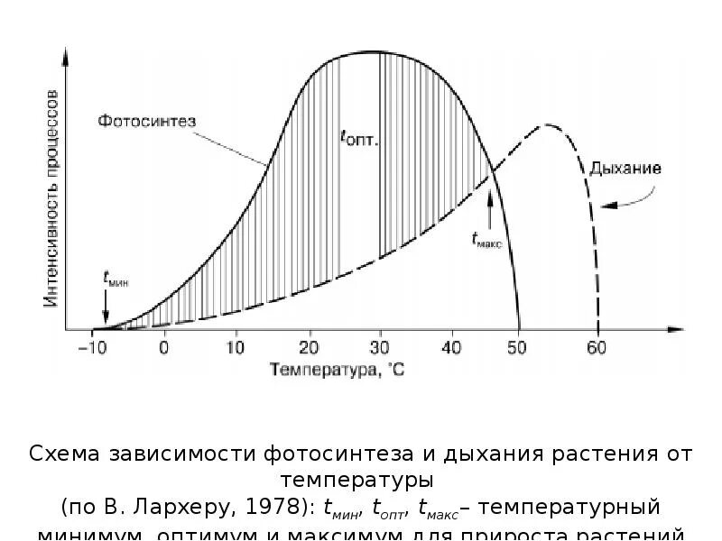 Схема зависимости фотосинтеза и дыхания растения от температуры. График зависимости интенсивности фотосинтеза от температуры.. Зависимость интенсивности температуры фотосинтеза. График зависимости фотосинтезе и дыхания от температуры. Как изменится интенсивность дыхания и интенсивность фотосинтеза