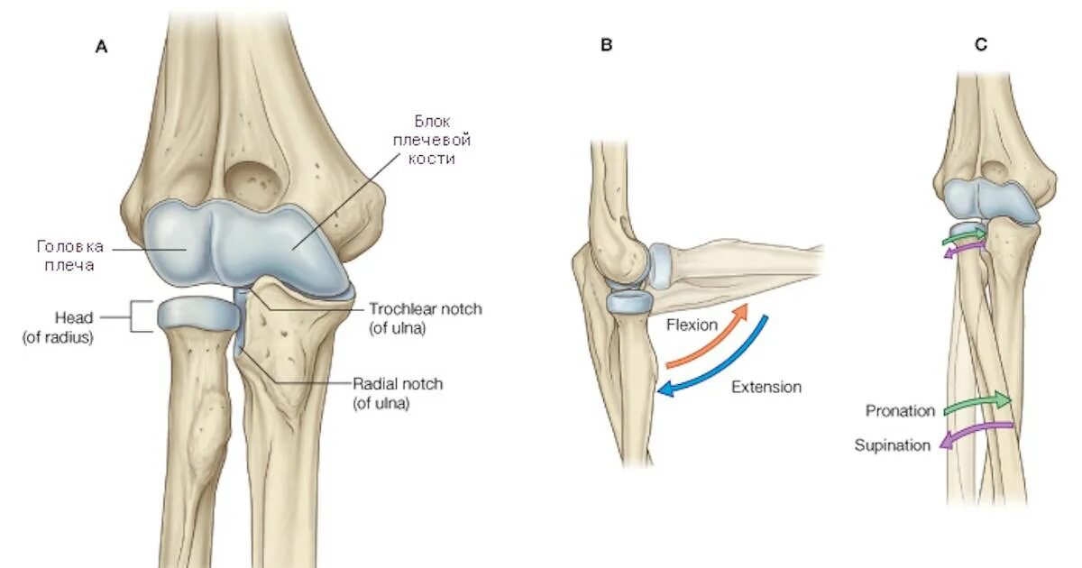 Мыщелок плеча. Локтевой сустав анатомия кость. Строение костей локтевого сустава. Локтевой сустав анатомия строение кости с мышцами. Мыщелки локтевого сустава.