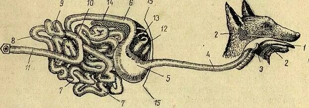 Строение пищеварительной системы собаки схема. Эволюция развития пищеварительной системы у животных. Анатомия толстого отдела кишечника плотоядных. Пищеварительная система коровы схема. Пищеварительная система млекопитающих схема.