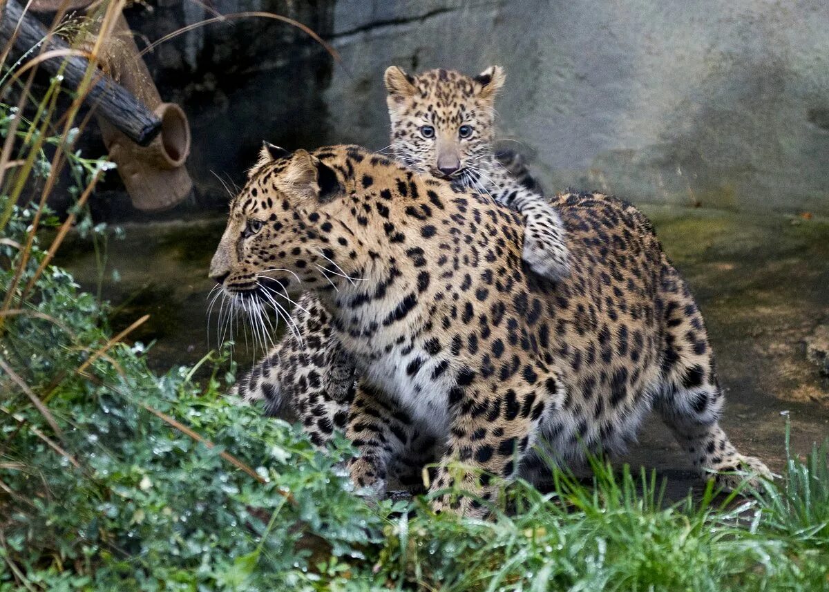 Панарский леопард. Дальневосточный леопард. Берберийский леопард. Пумапард. Дальневосточный леопард (амурский леопард).