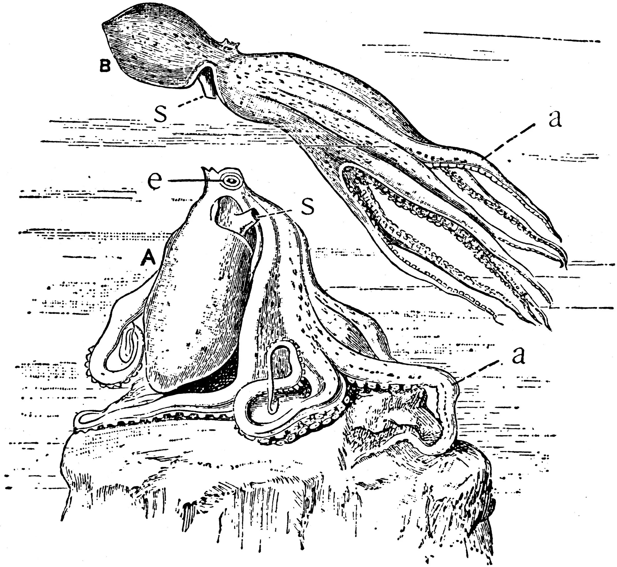 Анатомия осьминога. Осьминог физиология. Внутренний мешок у осьминога. Части тела осьминога.