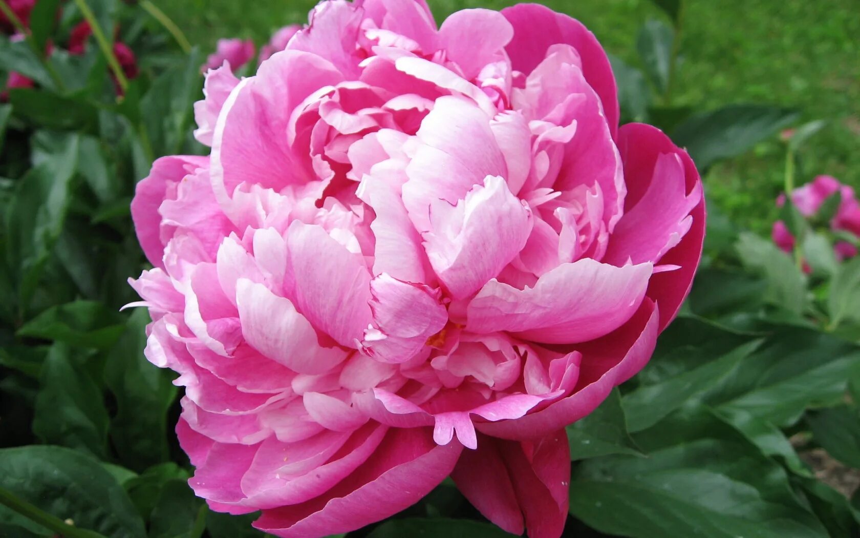 Пион фото цветов крупным. Пион луис ван хотт. Пион пинк джевел. Пиони пинк (peony pink). Пион emmchen.