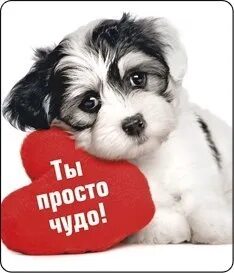 Песня просто чудо