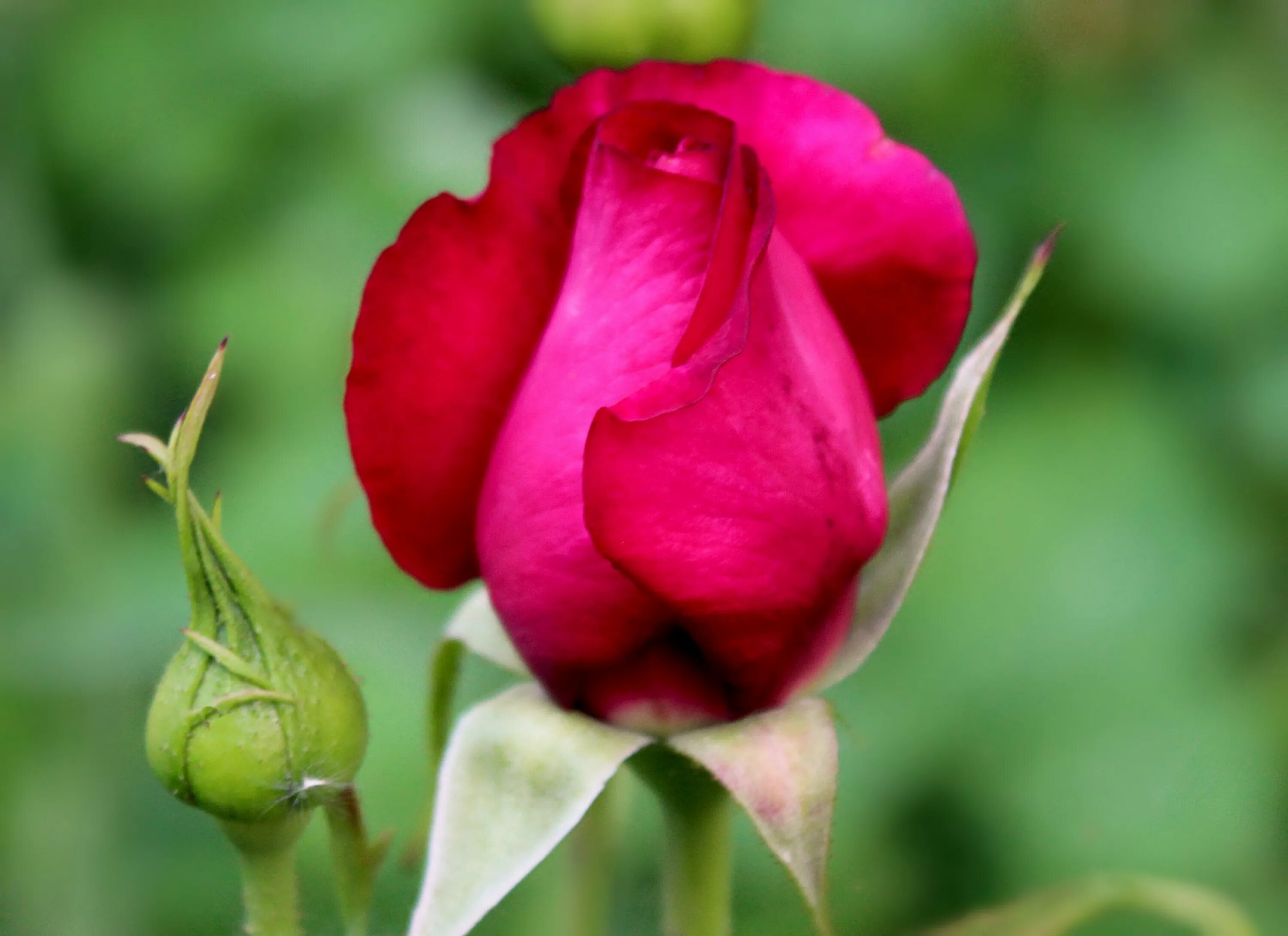 Цветы большой бутон. Красивые бутоны роз. Бутон розовой розы