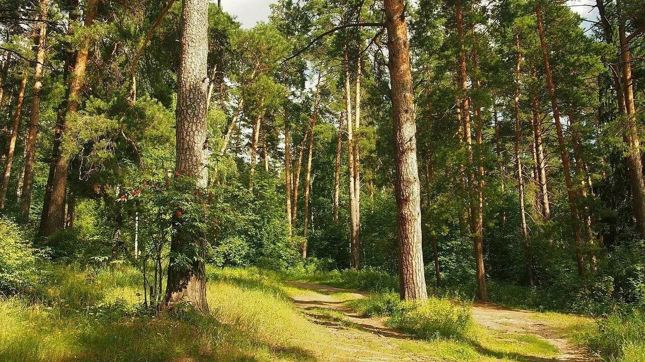 Хвойный бор. Клязьма сосновый бор. Серебряный бор сосны озеро. Сосновый бор нижегородская область. Ансалтинский сосновый лес.