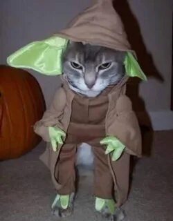 Костюм дракона для кота