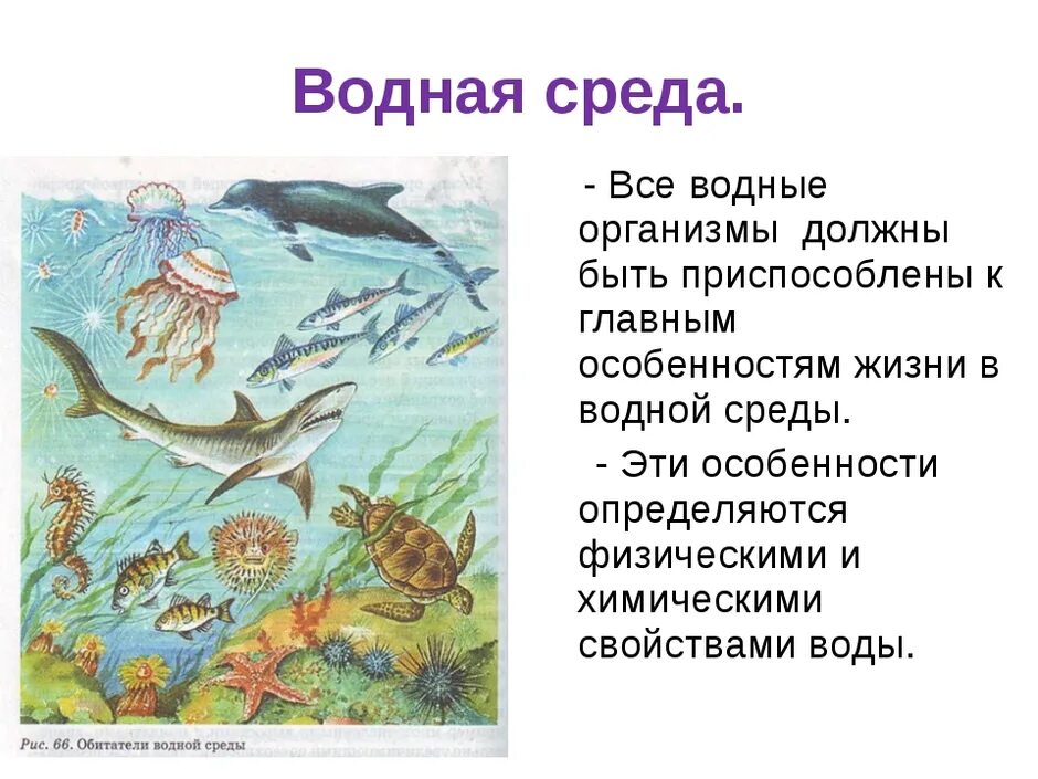 Организмы водной среды. Особенности живых организмов обитающих в водной среде. Организмы водной среды. Водная среда жизни. Организмы обитающие в водной среде обитания.