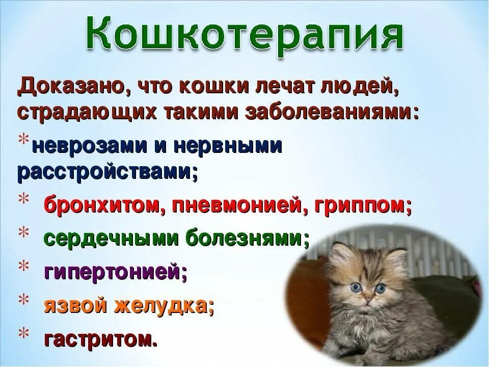 Лечат ли кошки людей. Кошки лечат. Какие болезни лечат кошки. Как кошки лечат людей. Кошка лечит болезни человека.