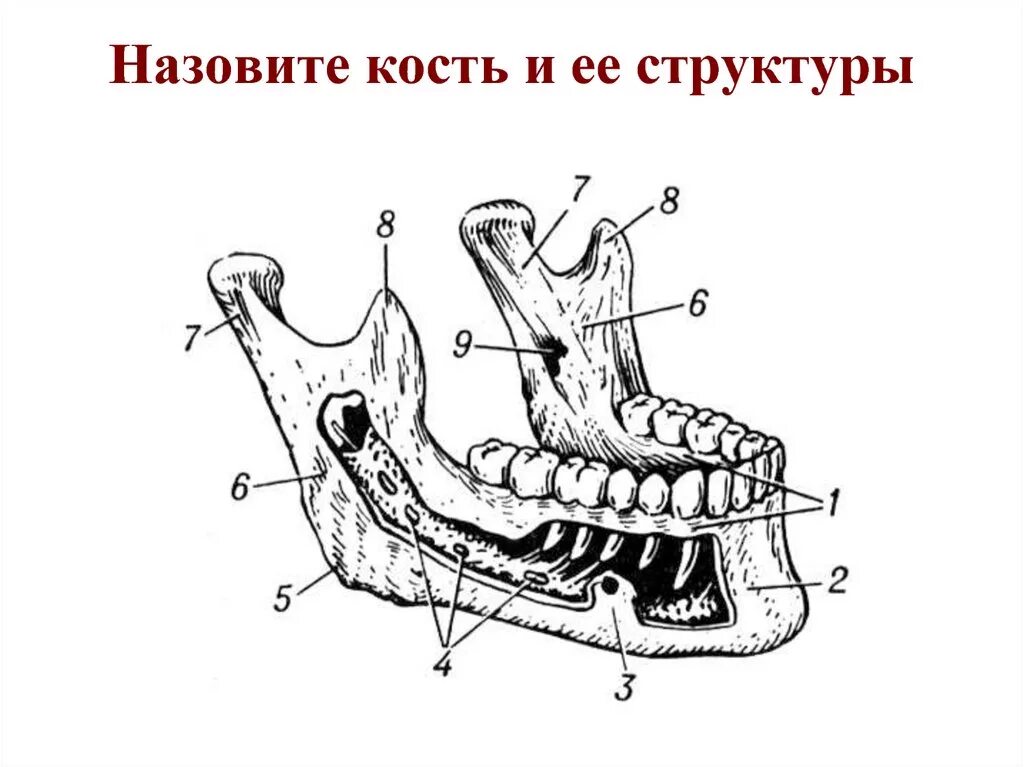 Нижняя челюсть анатомия кости. Нижняя челюсть вид справа и спереди. Строение нижней челюсти вид сбоку. Анатомия нижней челюсти человека.