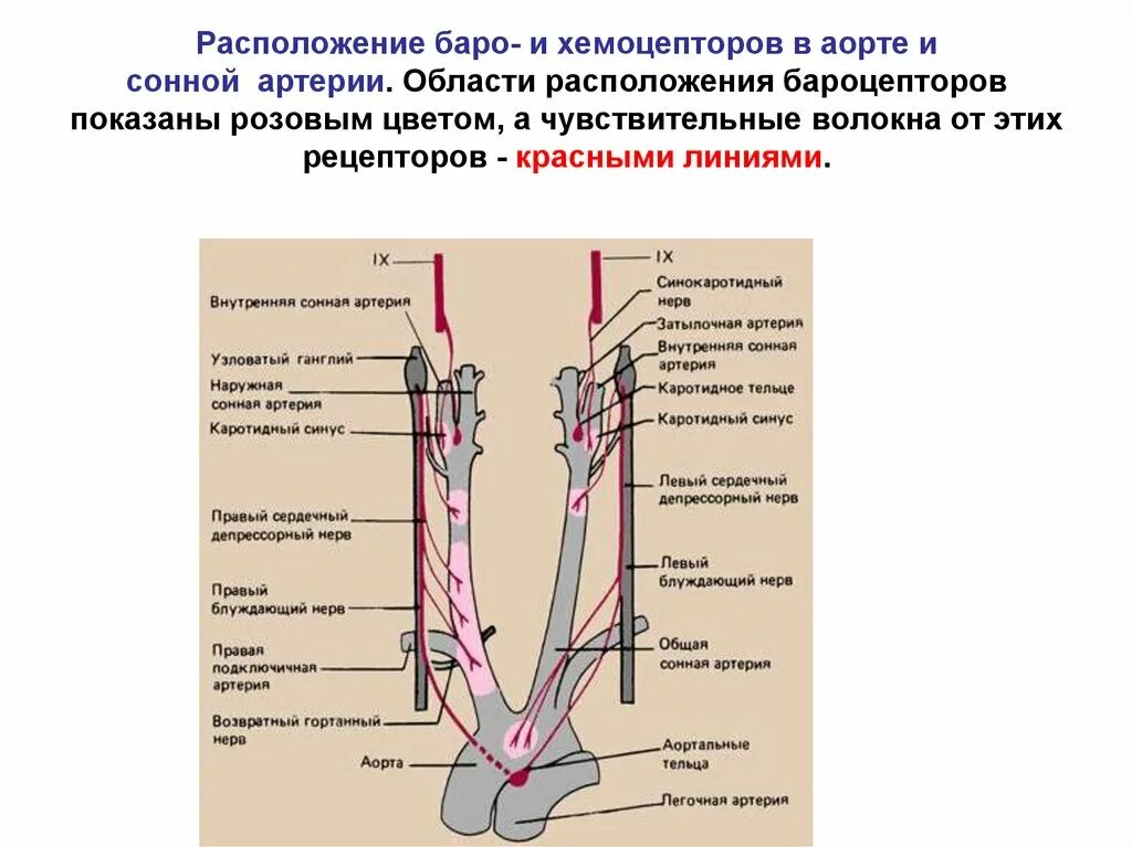 Строение каротидного синуса. Каротидный синус анатомия. Каротидная бифуркация схема. Область бифуркации общей сонной артерии рисунок. Общая сонная артерия находится