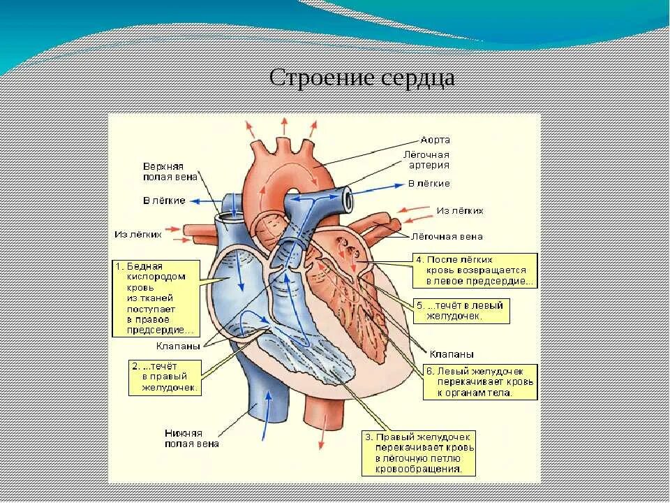 Сердце человека описание