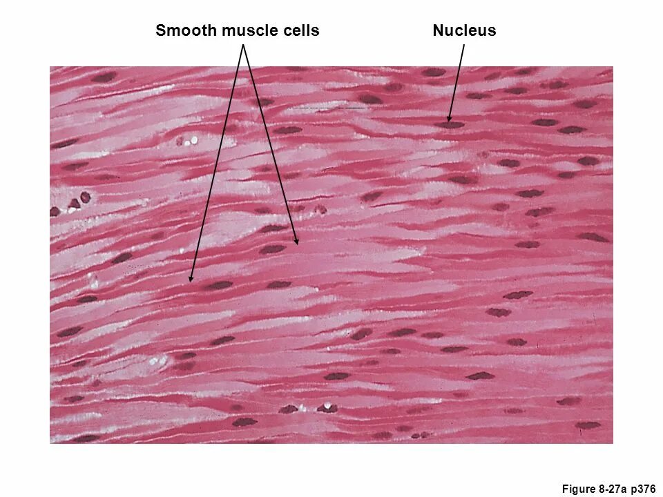Наличие гладких мышц в стенках желудка. Гладкая мышечная ткань гистология. Гладкомышечная ткань гистология. Гладкая мышечная ткань срез матки. Гладкая мышечная ткань микропрепарат.