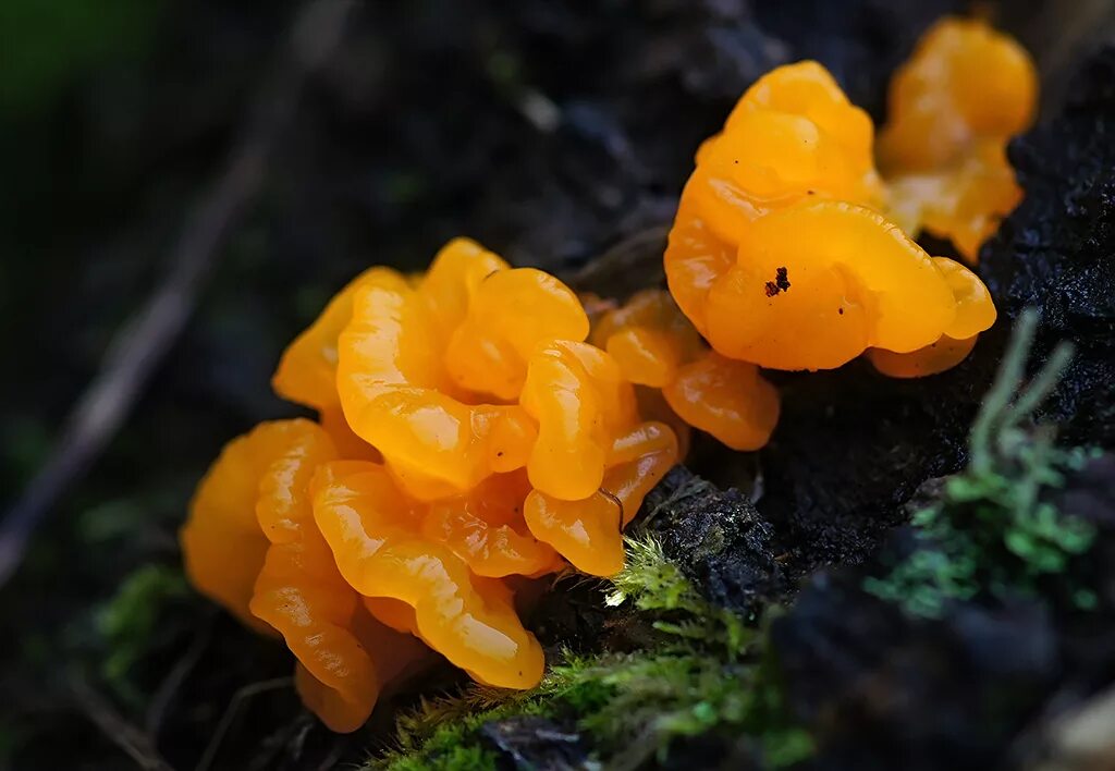 Дрожалка оранжевая (Tremella mesenterica). Слизевик Дрожалка оранжевая. Оранжевый гриб слизевик. Гриб Дрожалка желтая.