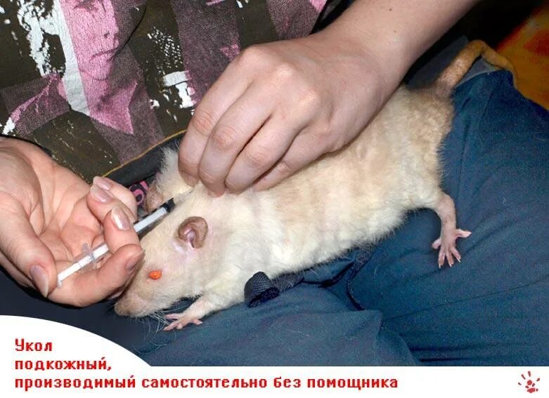 Как вылечить домашнюю крысу