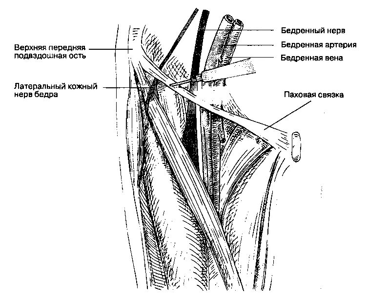 Латеральный кожный нерв бедра анатомия. Кожный бедренный нерв анатомия. Наружный бедренный кожный нерв. Подвздошно паховый нерв блокада.