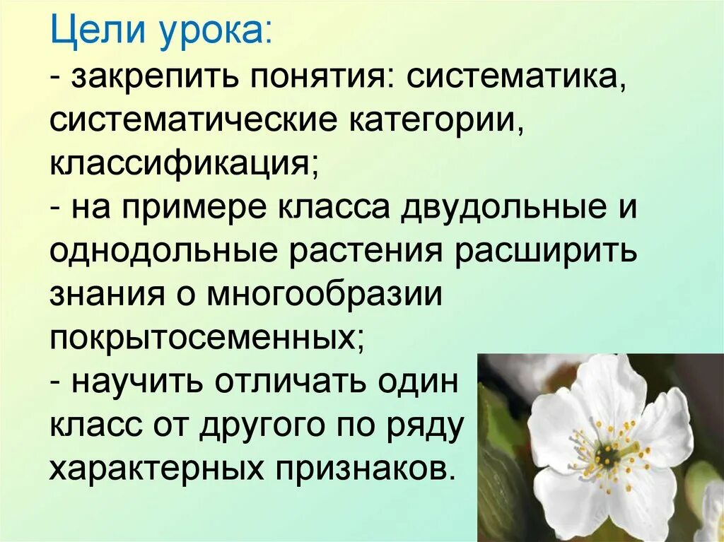 Классификация покрытосеменных. Отдел Покрытосеменные цветковые растения. Особенности строения покрытосеменных. Общая характеристика покрытосеменных.