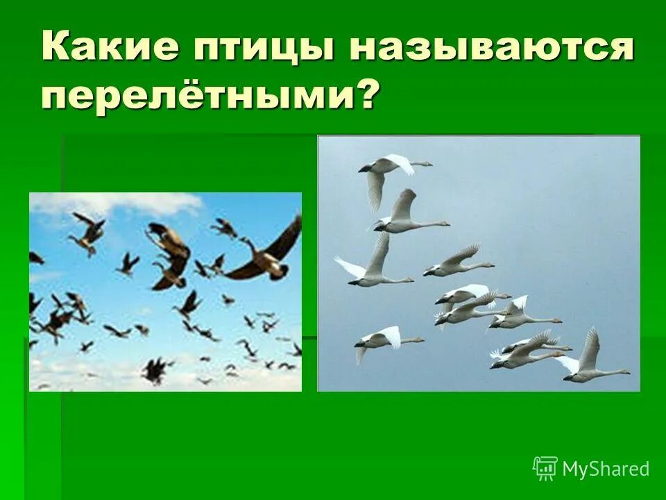 Перелетные птицы явление природы. Почему птицы называются перелетными. Перелётные птицы почему называются перелетными?. Сезонные явления у птиц. Почему перелетных птиц называют перелетными.