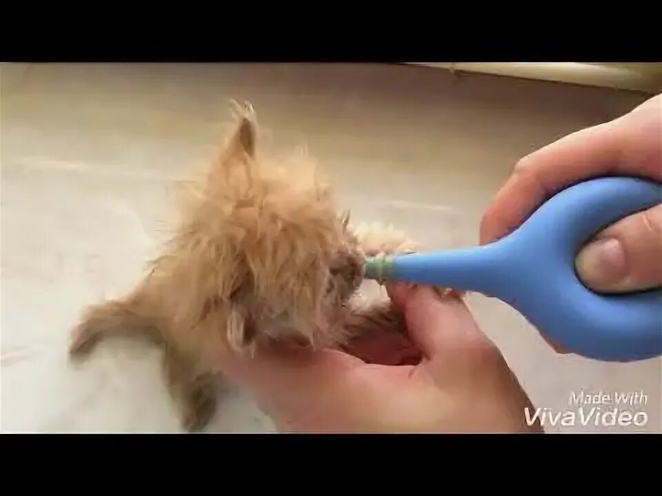 Как сделать клизму коту. Как сделать клизму коту