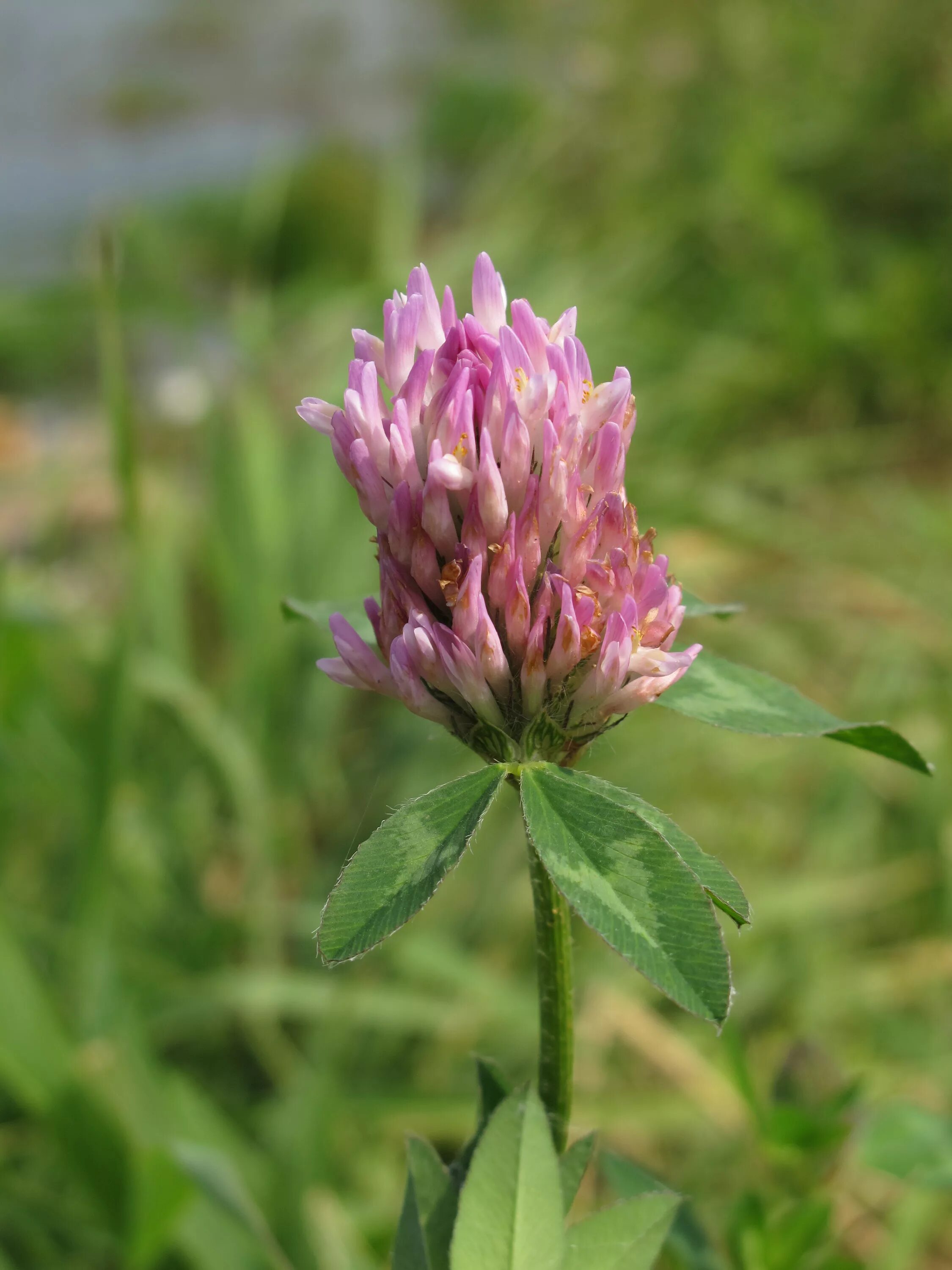 клевер кормовистый. клевер луговой лечебные. соцветие клевера. клевер луговой розовый. клевер луговой гибридный ползучий.