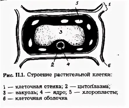 Вязкое полужидкое вещество клетки. Вакуоль строение. растительная вакуоль строение. как называется вязкое полужидкое содержимое растительных клеток.