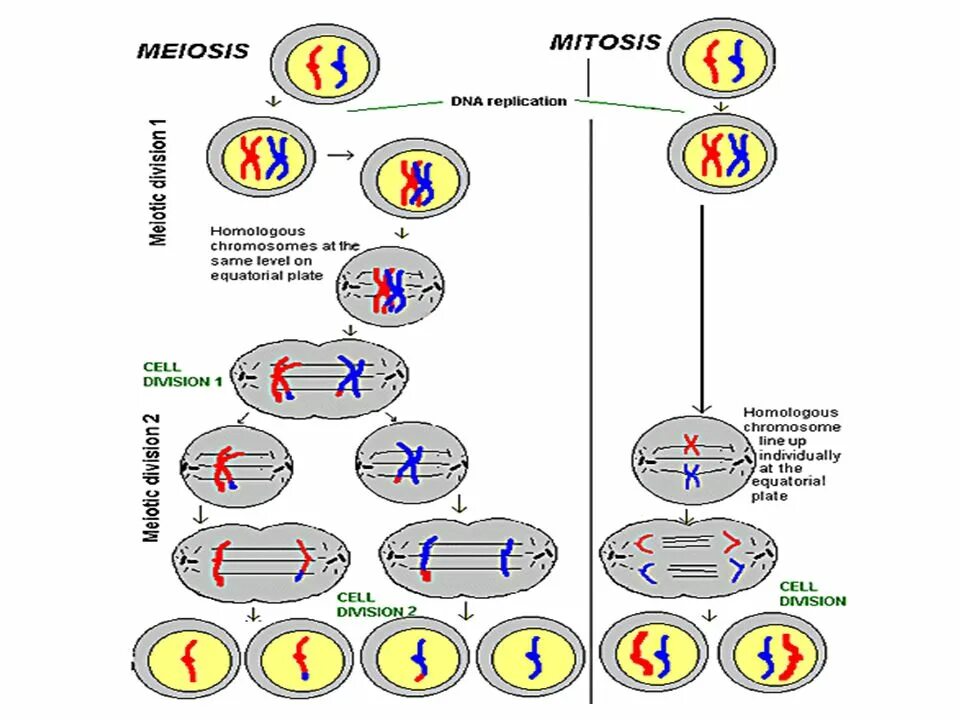Биологическая сущность мейоза состоит в. Meiosis scheme. Meiosis rel photos. Термин мейозис является синонимом.