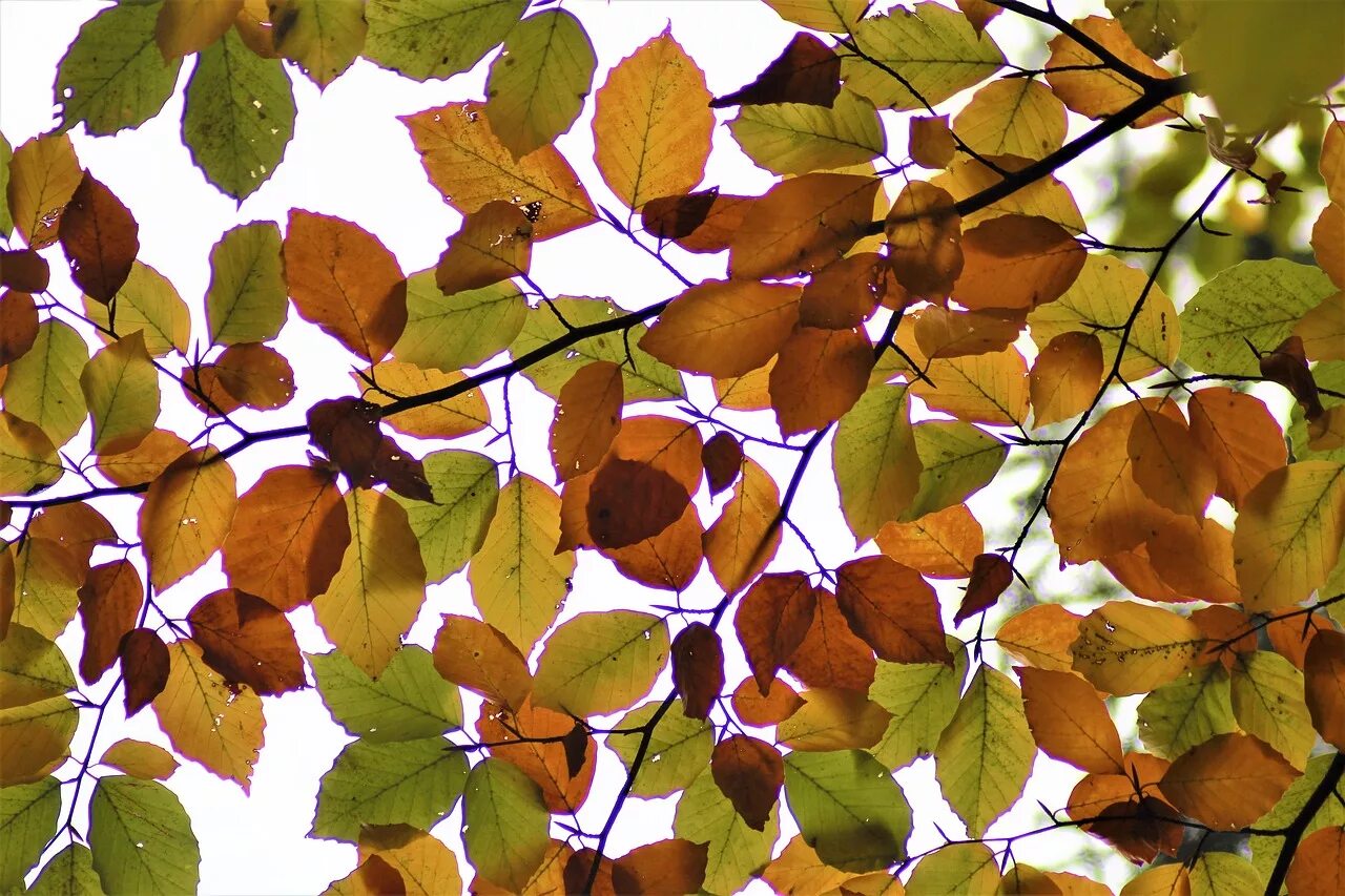 Leaf back. Листик подсвеченный солнцем. Leaves on the back