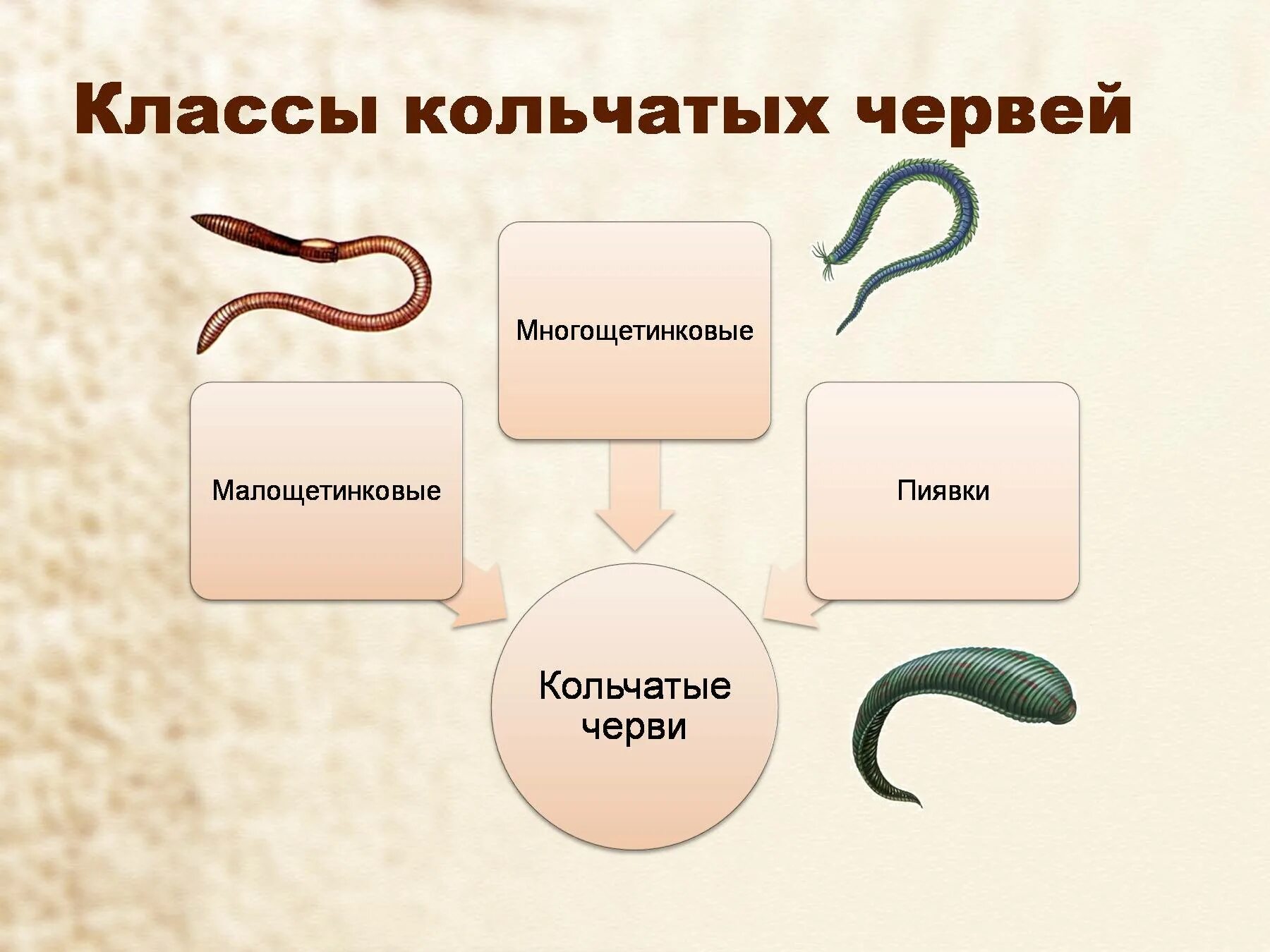 Кольчатые черви царство Тип класс. Тип кольчатые черви ЕГЭ. Систематика кольчатых червей. Примеры кольчатых червей.