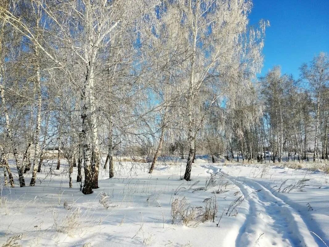 Омская область алтайский край. Красноярка Омская область зима. Зимняя природа Муромцево Омской области. Зима в Сибири. Природа в Омской области зимой.