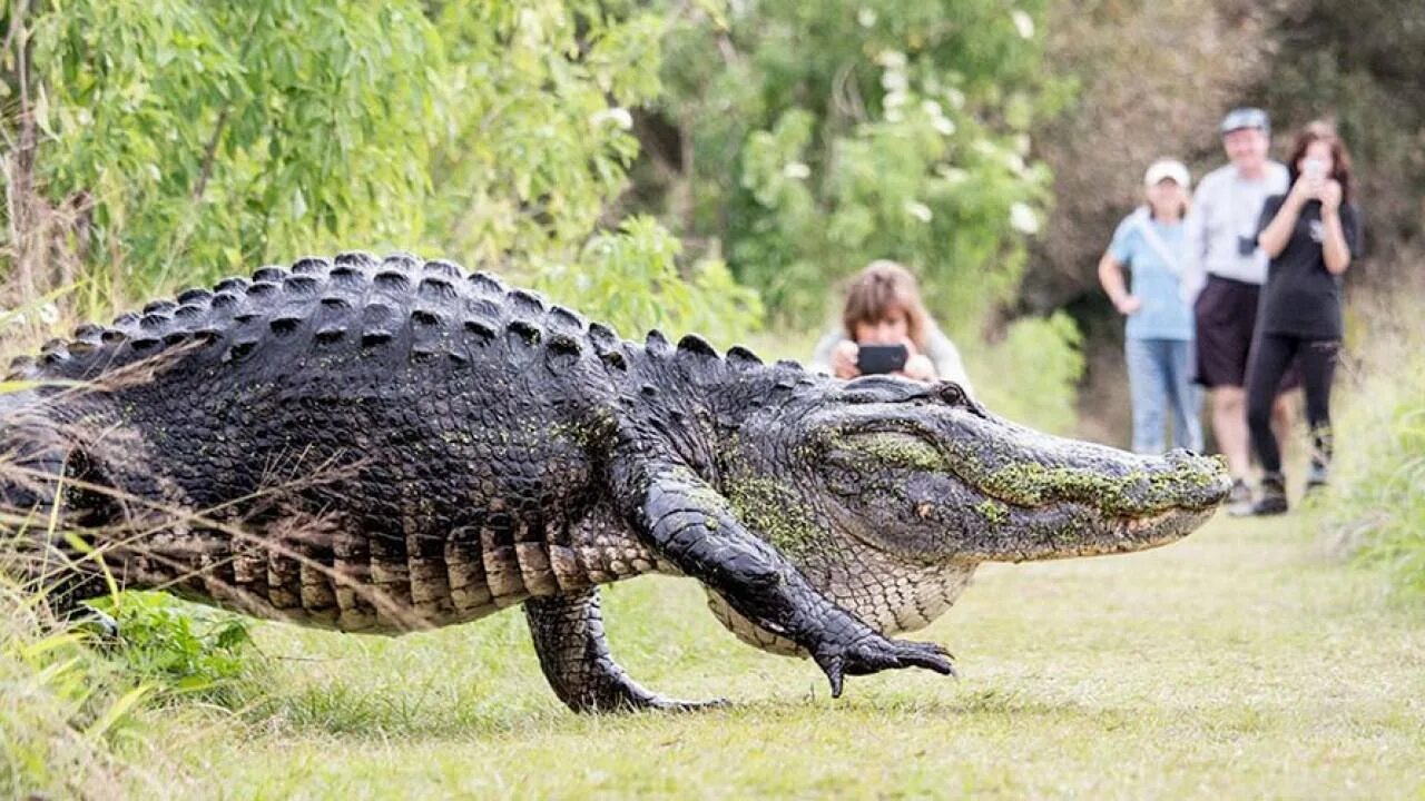 Крокодилы. Миссисипи аллигаторы. Аллигатор северной америки. Аллигатор. Alligator bounce.