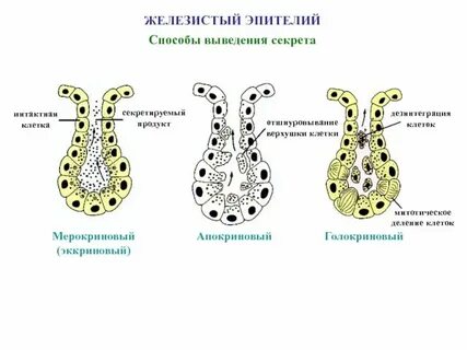 Особенности строения клеток железистого эпителия