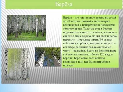Среда жизни березы