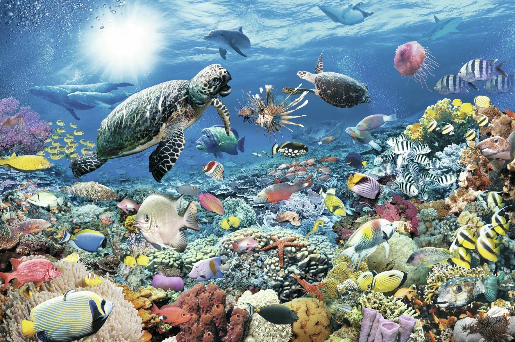 Морские жители. Обитатели морей и океанов. Подводный мир океана. Океан и его обитатели.
