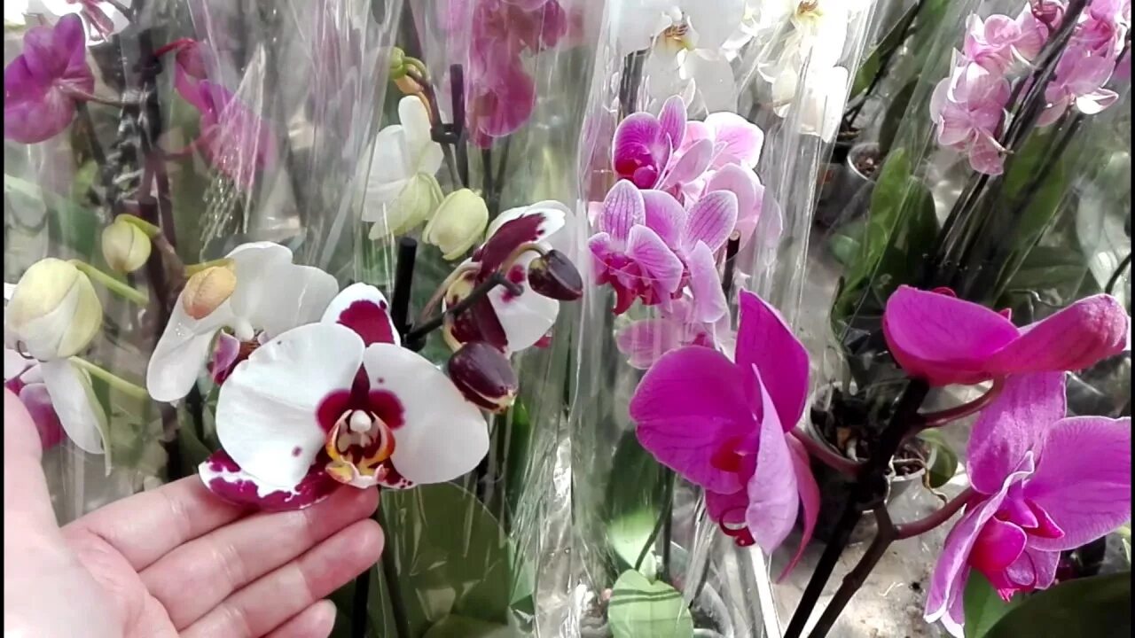 Орхидея фаленопсис Ашан. Flower Symphony фаленопсис. Орхидеи фаленопсисы Оби. Ашан цветы фаленопсисы.