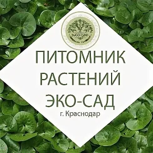 24 питомник. Питомник растений эко сад. Эко-сад 24 питомник. Эко сад питомник растений Арамиль. Питомник ЭКОСАД Краснодар.