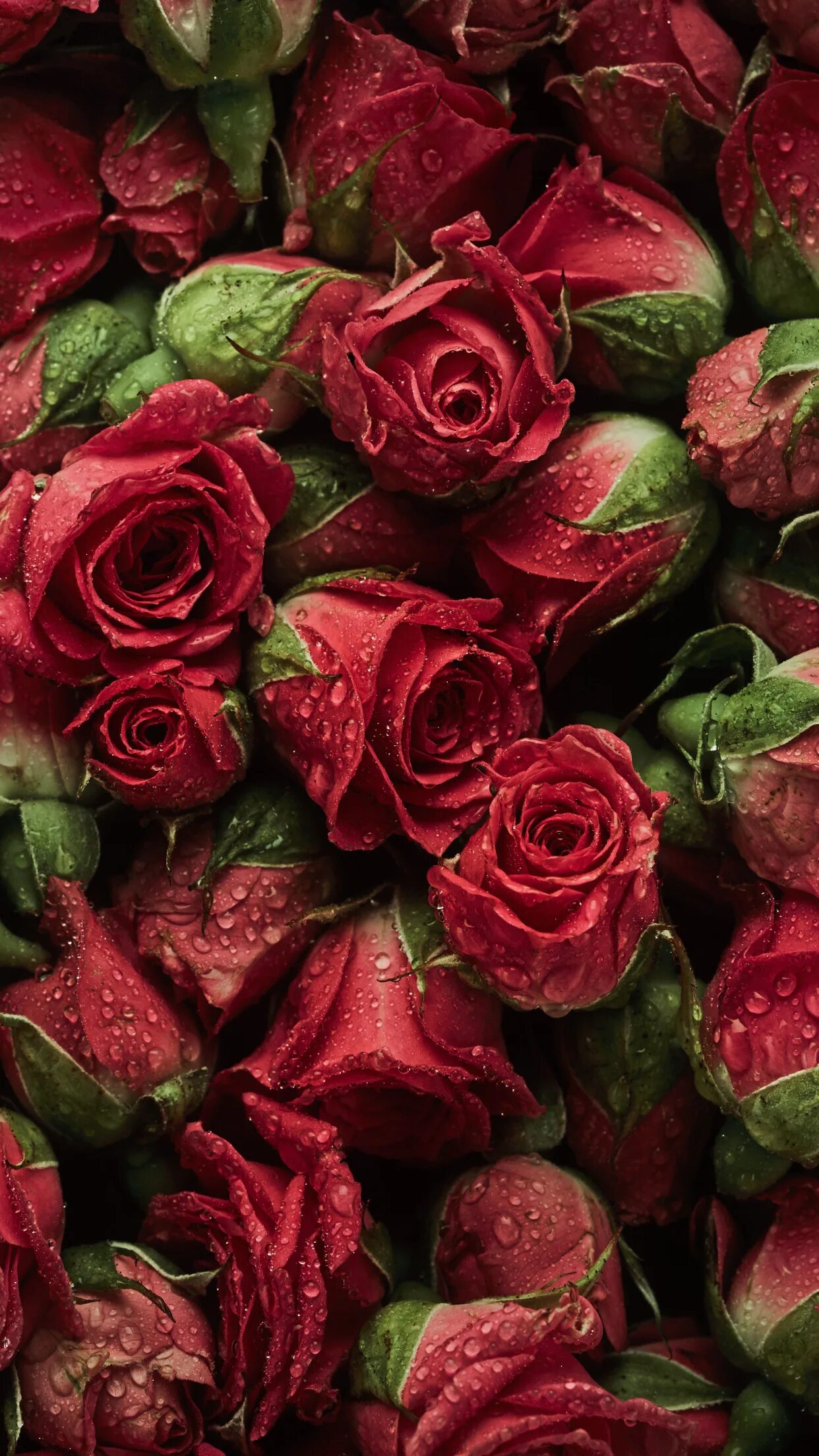 Розы на рабочий стол. Шикарные бордовые розы. Розы на телефон вертикальные