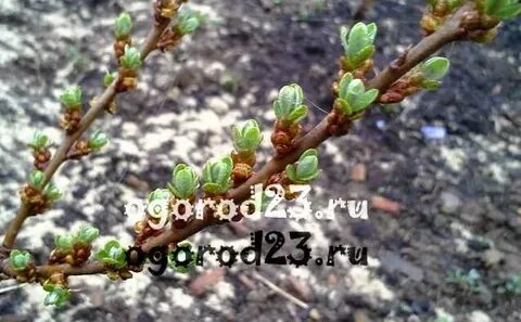 Почки женской облепихи