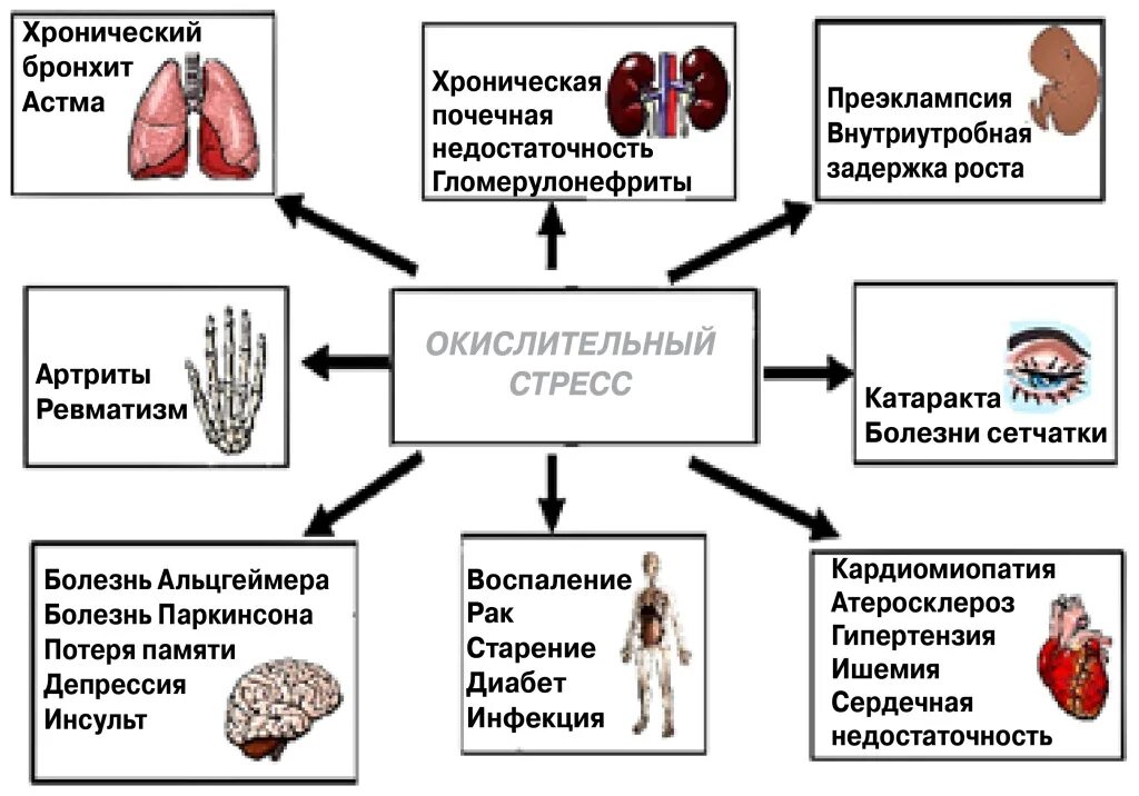 Окислительный стресс организма