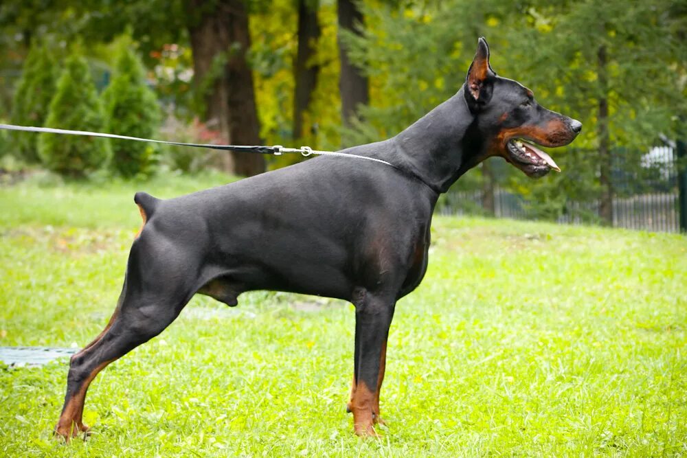 Американский доберман пинчер. Доберман и доберман пинчер. Доберманы данные. Доберман собака. Доберман и доберман пинчер.