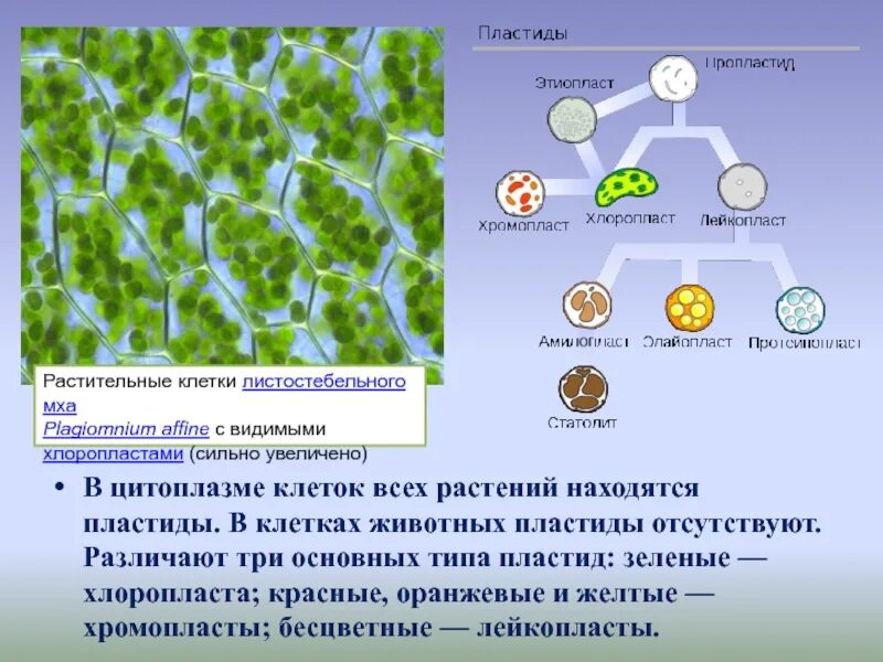 Какого строение пластид. Растительная клетка с хлоропласты хромопласты лейкопласты. каротиноиды в пластидах. пластиды растений хромопласты. три основных типа пластид у растений.