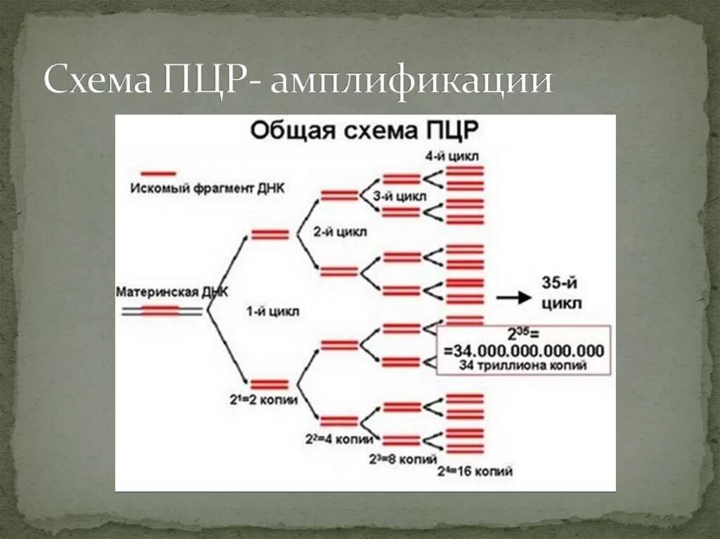 . Полимеразная цепная реакция (ПЦР). Этапы. Схема ДНК-полимеразной реакции. Схема двух циклов ПЦР. Схема двух циклов ПЦР микробиология.