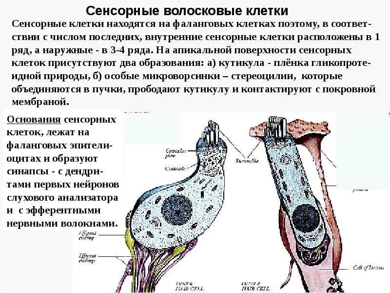 Клетки равновесия. Наружные и внутренние волосковые клетки функции. Волосковые клетки строение. Волосковые клетки органа слуха. Волосковые сенсорные клетки.