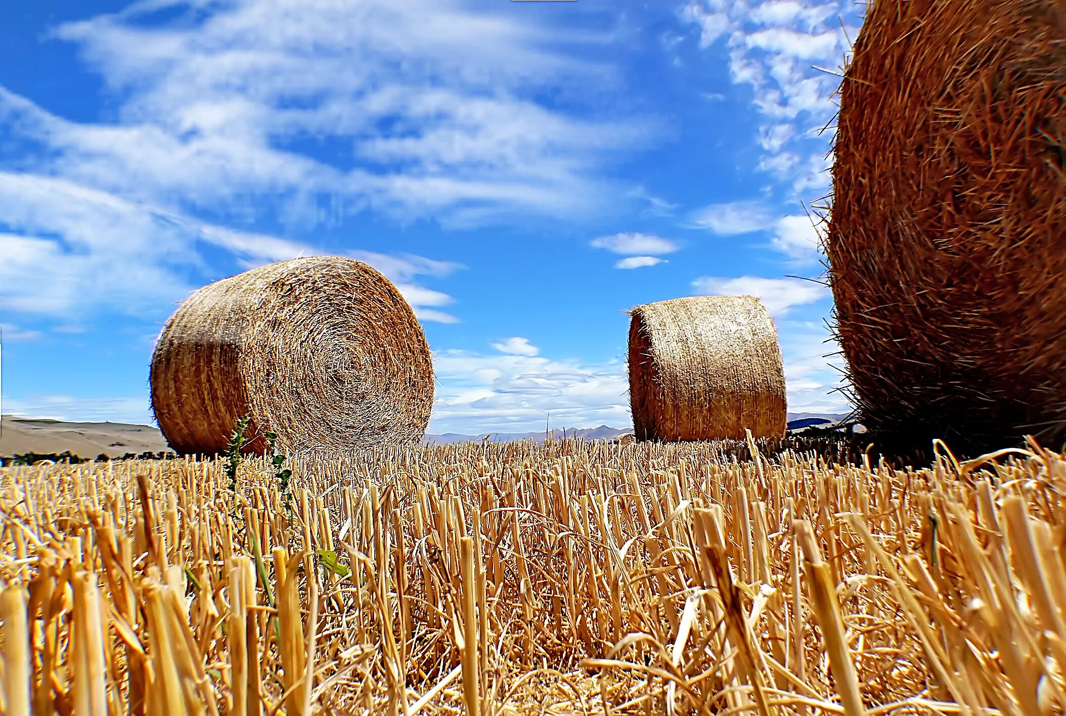 Растениеводство. Сельское хозяйство 4.0» (agriculture4/0). Сено пучок. Культуры сельского хозяйства. Сельское хозяйство картинки.