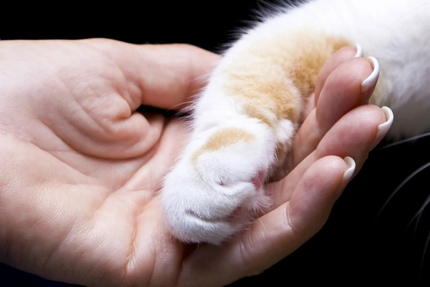 Уважение кошки. День уважения кошки. Лапа кота и рука человека. Праздник день уважения кошки.