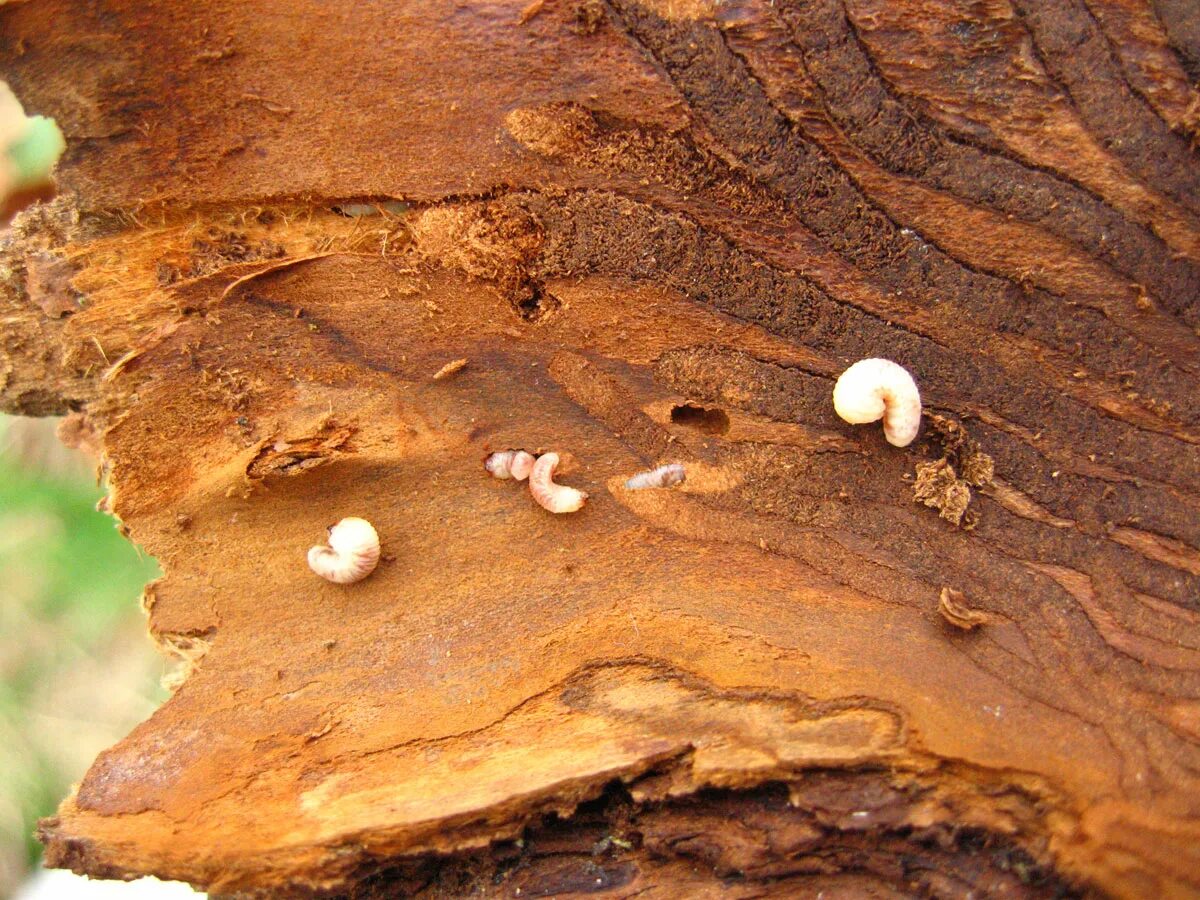Большие личинки в дереве. Личинка жука-короеда (закорник). Жареные личинки короеда.